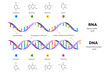 Molecular Structure Of DNA and RNA. Infographic Educational Vector Illustration