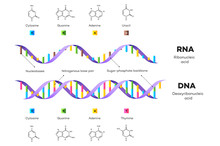 Structure Of DNA Free Stock Photo - Public Domain Pictures