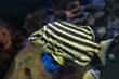 Stripey fish (Microcanthus strigatus) - close up