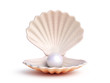 canvas print picture - Pearl inside seashell isolated on white background 3d rendering