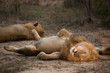 A horizontal, colour photograph of a male lion, Panthera leo, lying on his back in the greater Kruger Transfrontier Park, South Africa.