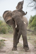 A vertical, front view, colour photograph of an African elephant, Loxodonta africana, shaking his head in the Greater Kruger Transfrontier Park, South Africa.