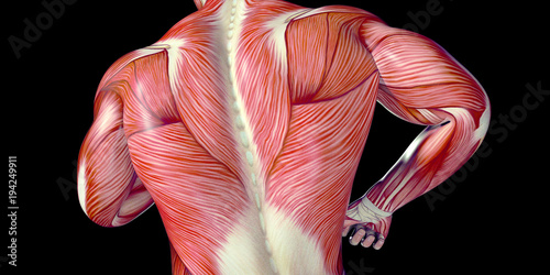 Fotografía Human Male Body Anatomy Illustration with visible muscles