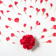 Red Carnation Flower With Petals. Blooming Concept. Flat Lay.