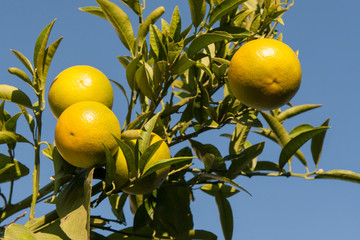 ripe green limes on a branch against a blue sky background