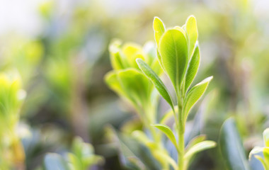 Wall Mural - closeup nature view of green leaf on blurred greenery background in garden with copy space using as 