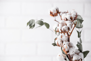 Wall Mural - Autumn composition. Dried white fluffy cotton flowers on white wood wall with copy space. Floral composition