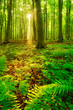 Die Sonne strahlt durch naturnahen Buchenwald, Farn bedeckt den Waldboden