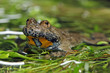 Portrait einer Gelbbauchunke (Bombina variegata) mit herzförmigen Pupillen - Yellow-bellied toad 