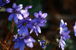 Hepatica flowers./Spring.Wood revives.The first plants blossom.Hepatica flowers reach for light.
