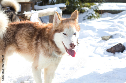 Red Haired Blue Eyed Husky Buy This Stock Photo And Explore
