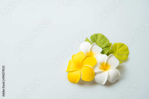最新のhdおしゃれ ハワイ 壁紙 プルメリア 最高の花の画像 最新のhdおしゃれ ハワイ 壁紙 プルメリア 最高の花の画像