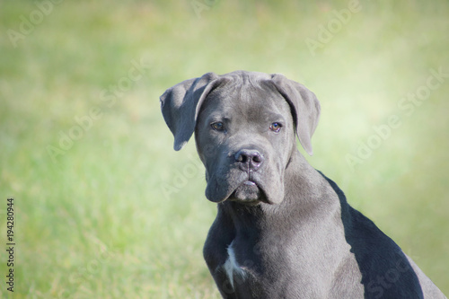 Un Chiot Cane Corso Bleu Au Regard Attendrissant Et Attentif En Position Assis Dans L Herbe Stock Photo Adobe Stock