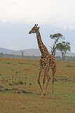 Fototapeta Sawanna - Giraffe in der Savanne