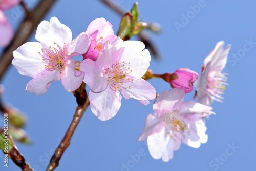 河津桜 カワヅザクラ 早咲きの桜の代表 美しい薄ピンクで開花期間が長い 花の少ない寒い時期に咲くため非常に人気が高い Stock Photo Adobe Stock