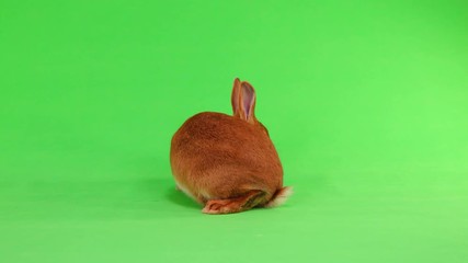 Poster -  rabbit of (six month) s moves on a green background