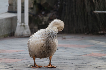 Sticker - a wet duck rests on the shore