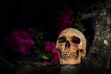 Still Life Photography With A Human Skull And Branch Of Flower In The Dark Night On Wooden