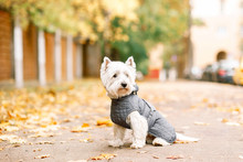 West Highland White Terrier Playing In The Park On The Autumn Foliage. Gold Nature. Dog Wearing In Grey Coat