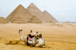 Camel sitting in front of the pyramids at Giza, Egypt