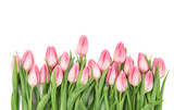 Fototapeta Tulipany - Fresh pink tulips Flowers bouquet isolated white background