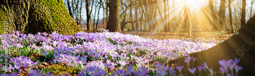 Fotomural Wiese mit zarten Blumen im Frühling