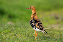 Single Ruff Bird On Grassy Wetlands During A Spring Nesting Period