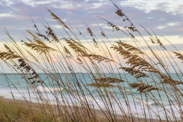 Tall Green Grass on the Ocean Dunes