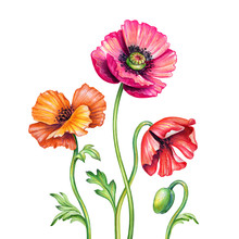 Botanical Watercolor Illustration, Red Poppies Bouquet, Assorted Rustic Poppy Flowers Isolated On White Background