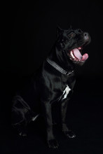 Cane-corso Black Dog, On A Black Background
