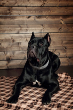Cane Corso Black Dog, On A Brown Background