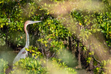 Fototapeta Morze - Goliath Heron Hunting In Mangroves