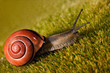 Snail on the moss