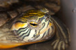 Yellow-bellied slider turtle