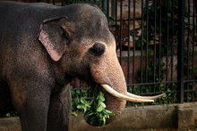 Sri Lankan Tusker Elephant Near Kandy Temple
