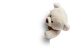 Teddy bear with white blank space for commercial graphycs