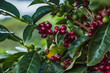 Reife Kaffeekirschen am Baum fertig für die Ernte in Costa Rica Tarrazu