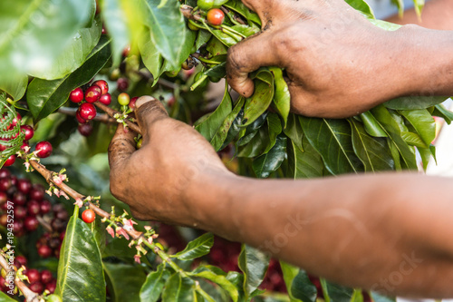 Fotografiet  Kaffeeernte