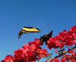 Borboletas viando em torno as flores cor de rosa. Fundo com o céu azul. Dimorfismo sexual entre as duas borboletas.