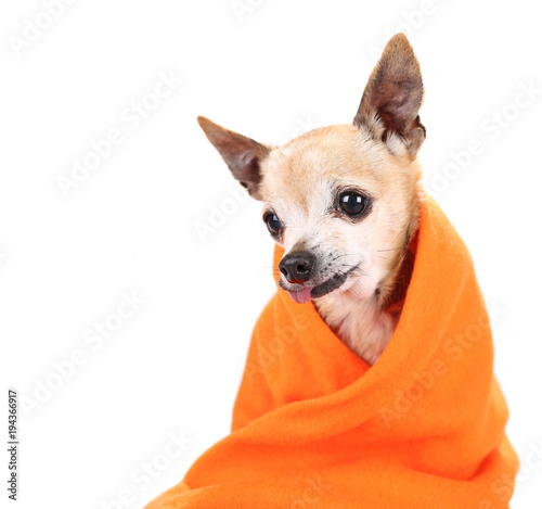 chihuahua wrapped in blanket