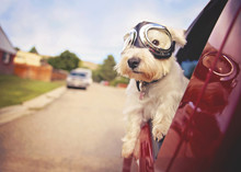 West Highland White Terrier With Goggles On Riding In A Car With The Window Down Through An Urban City Neighborhood On A Warm Sunny Summer Day Toned With A Retro Vintage Instagram Filter