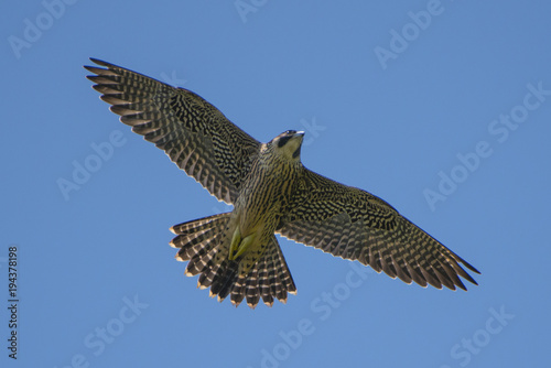 A Falcon In Flight Peregrine Falcon Juvenile Buy This