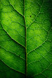 © Zack Frank - Up-Close Texture of Autumn Leaves