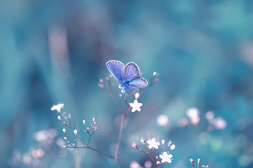 spring butterfly on a flower background, vintage toning background, summer, butterfly nature beautiful