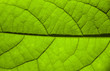 Zielony liść awokado
