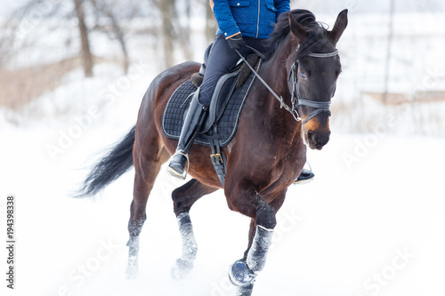 Fotografía Bay horse with female rider galloping on winter field