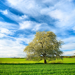 Wall Mural - Landschaft im Frühling, Großer Kirschbaum blüht, grüne Felder, blauer Himmel mit Wolken