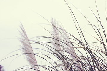 tall wild grass in autumn detail