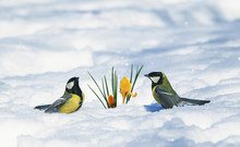 Festive Greeting Card, Two Little Birds Tit Fluffed Feathers Walk Next To The Yellow Snowdrops Out From Under A Brilliant Blue Snow