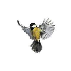 portrait of a little bird tit flying wide spread wings and flushing feathers on white isolated backg